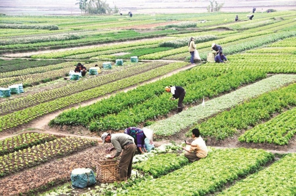 Cách tính giá đền bù đất nông nghiệp
